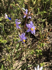 Cyanella hyacinthoides