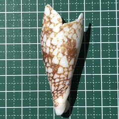 Conus aulicus