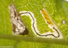 Stigmella apicialbella