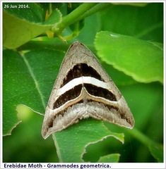 Grammodes geometrica