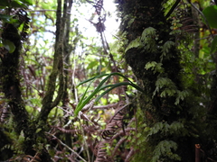 Psilotum complanatum