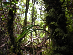 Psilotum complanatum