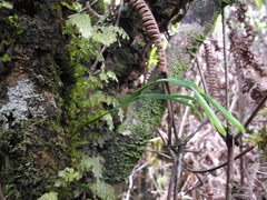 Psilotum complanatum