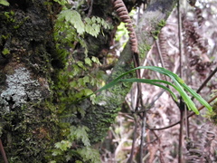 Psilotum complanatum