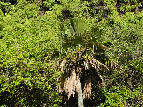 Pritchardia lanigera observed 2011-07-06