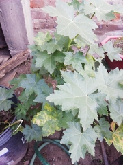 Malva assurgentiflora