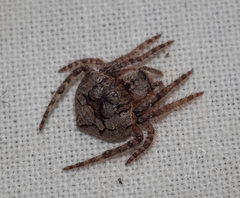 Dolophones turrigera