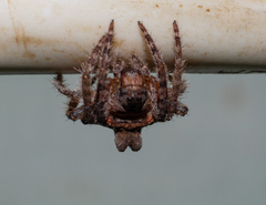 Dolophones turrigera