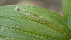 Parallelomma vittatum