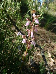 Orchis mascula laxifloriformis