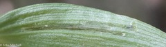 Parallelomma vittatum
