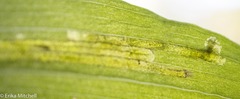 Parallelomma vittatum