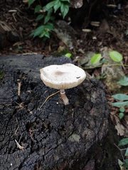 Agaricales