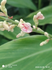 Alpinia conchigera