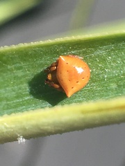Araneus cyrtarachnoides