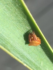 Araneus cyrtarachnoides