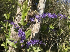 Petrea