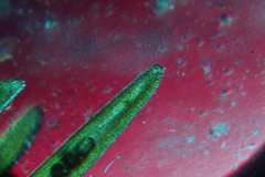 Campylopus bicolor