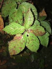 Rubus recurvans