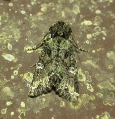 Mamestra configurata