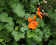 Pelargonium tongaense
