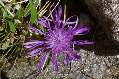Centaurea uniflora