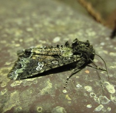 Mamestra configurata