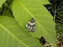 Eterusia aedea formosana