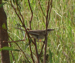 Cincloramphus cruralis