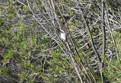 Purnella albifrons