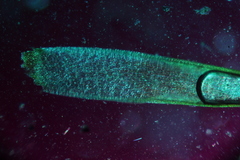 Campylopus bicolor