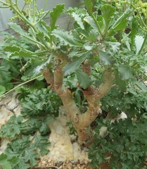 Pelargonium klinghardtense