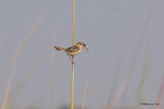 Cisticola luapula