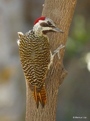 Campethera bennettii