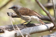 Turdoides hartlaubii