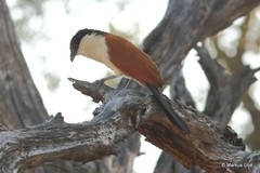 Centropus senegalensis