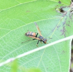 Polistes pacificus