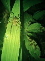 Thaumasia argenteonotata