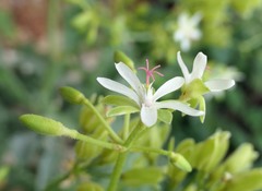 Pelargonium klinghardtense