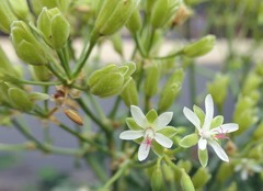 Pelargonium klinghardtense