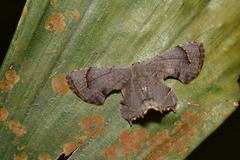 Dysaethria indignaria