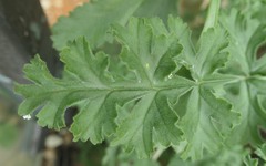 Pelargonium klinghardtense