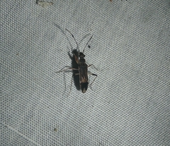Neopamera costalis