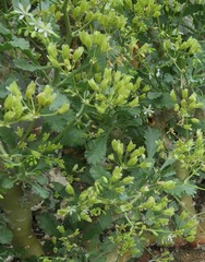 Pelargonium klinghardtense