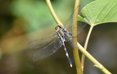 Orthetrum sabina