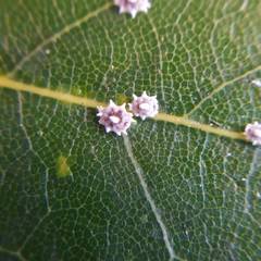 Ceroplastes japonicus