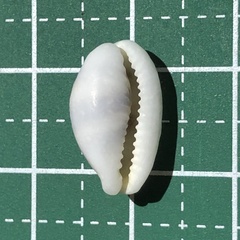 Palmadusta asellus
