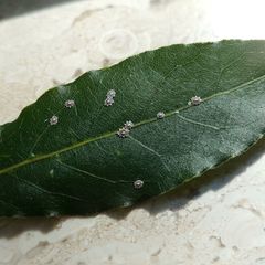 Ceroplastes japonicus