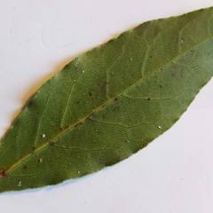 Ceroplastes japonicus