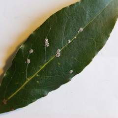 Ceroplastes japonicus